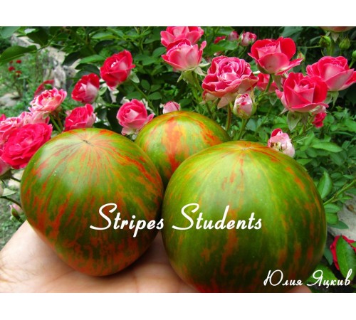 Stripes students (Полосатые студенты)