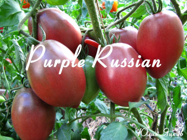 Purple Russian (Фиолетовый Русский)