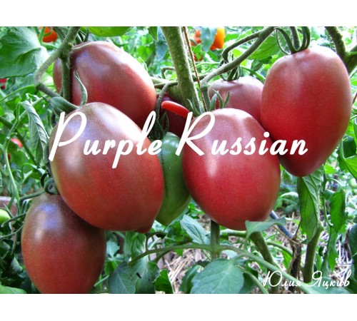 Purple Russian (Фиолетовый Русский)