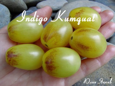 Indigo Kumquat (Индиго Кумкват)