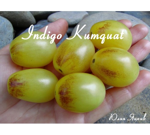 Indigo Kumquat (Индиго Кумкват)