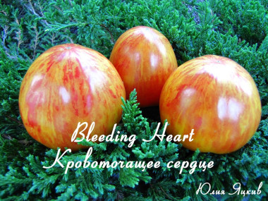 Bleeding heart (Серце, що кровоточить)