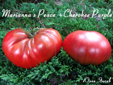 Marianna's Peace + Cherokee Purple (Мир Марианны + Чероки Перпл)