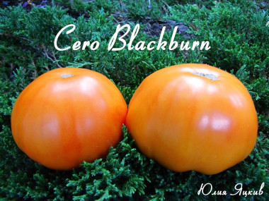 Cero Blackburn (Серо Блекберн)