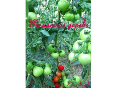 Томатное дерево (Tomaten Baum)