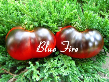 Blue Fire (Голубой огонь)