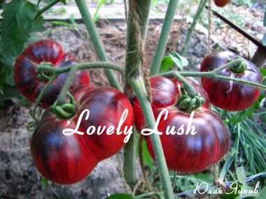 Lovely Lush ( Прекрасный пышный)