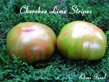 Cherokee Lime Stripes