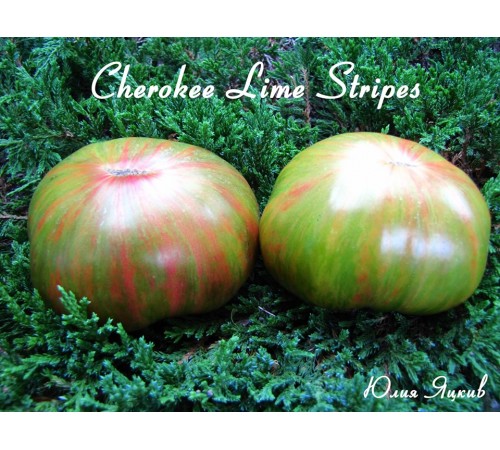 Cherokee Lime Stripes (Чероки лимонные полосы)