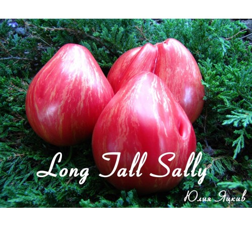 Long Tall Sally ( Долговязая Салли)