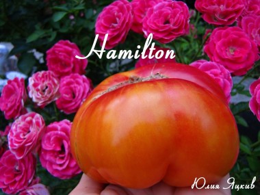 Hamilton (Гамильтон)