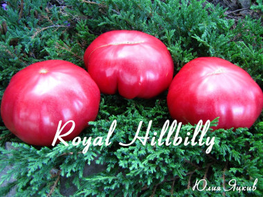 Royal Hillbilly (Королевский деревенский)