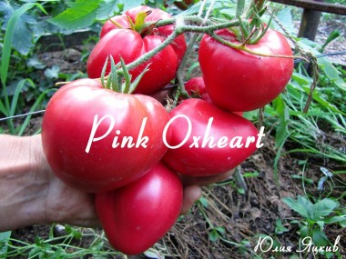 Pink Oxheart (Розовое Бычье сердце)