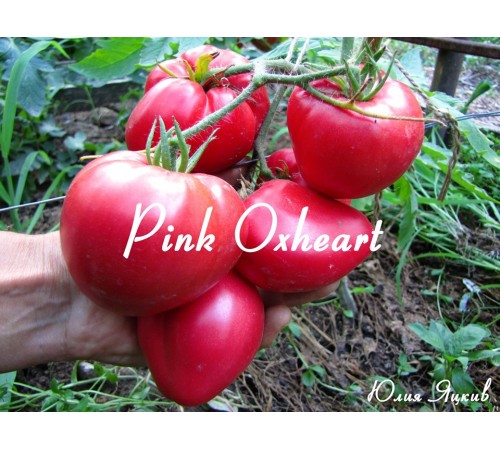 Pink Oxheart (Розовое Бычье сердце)