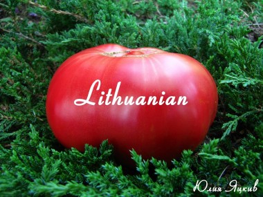 Lithuanian (Литовский)