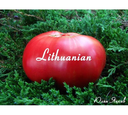 Lithuanian (Литовский)