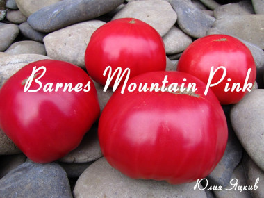 Barnes Mountain Pink