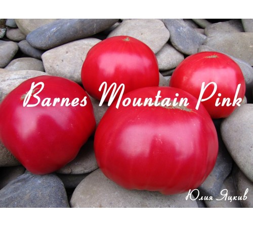 Barnes Mountain Pink (Розовая гора Барнс)