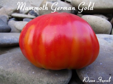 Mammoth German Gold (Мамонт Немецкий золотой)