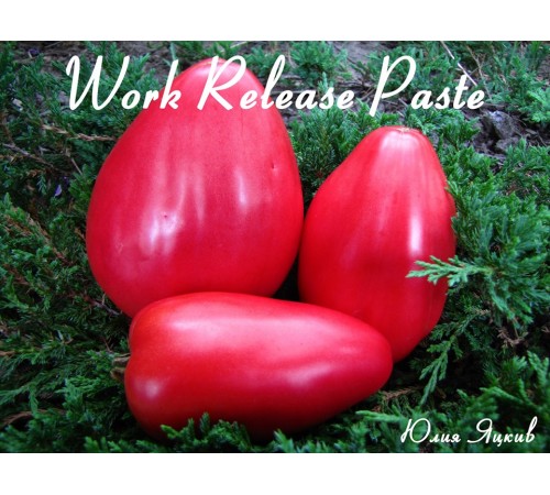 Work Release Paste (Рабочий выпуск пасты)