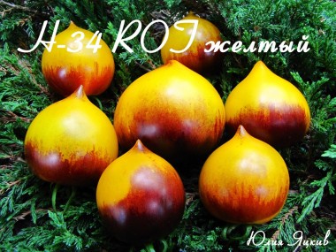 H-34 ROT Yellow