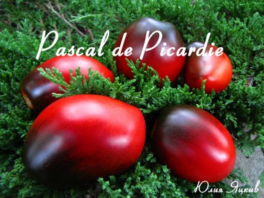 Pascal de Picardie (Паскаль из Пикардии)