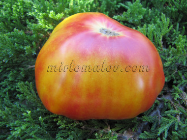Manhattan Bicolor