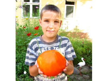 German Orange Strawberry