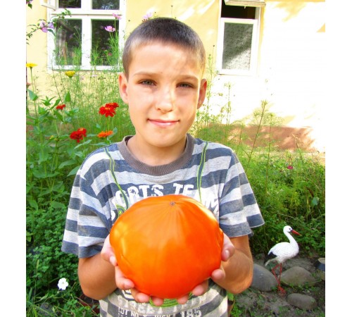 German Orange Strawberry