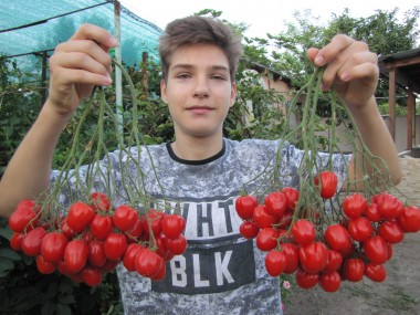 Черри Аккордеон (Accordion Cherry)