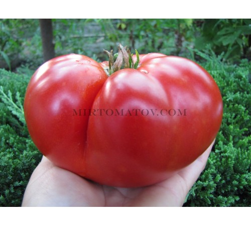 Tomatoes from Botosani (Rosii de Botosani)