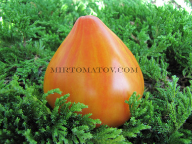 Ізолнер біколор (Isolner Bicolor)