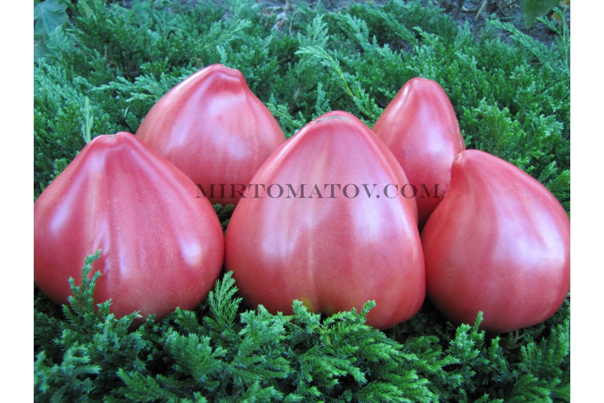 Lithuanian Crested Pink