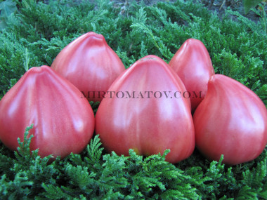 Литовский хохлатый розовый (Lithuanian Crested Pink)