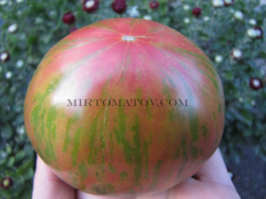 Красно-зеленый биколор Ярла (Rojo-Verde ou Bicolore Jarl)