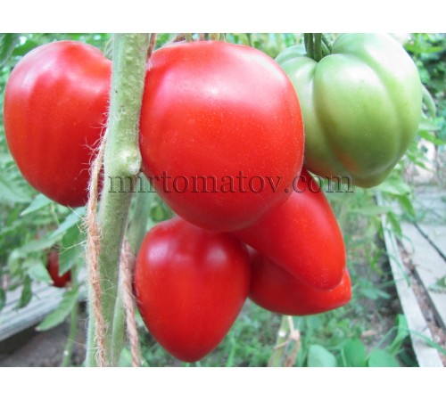 Tomatoes Jelna (Rosii de Jelna)