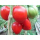 Tomatoes Jelna (Rosii de Jelna)