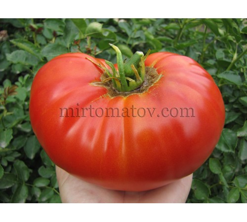 Tomatoes Letea (Rosii de letea)