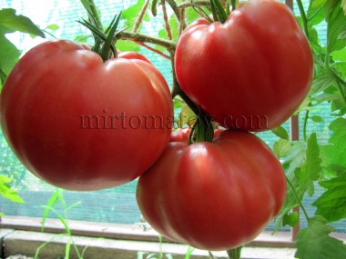 Томат силы (Pomodoro della sila)