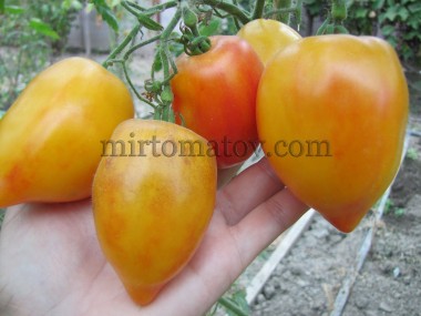 Sgt. Pepper's Bicolor