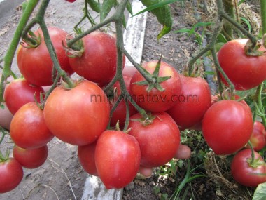 Амаретто (Amaretto)