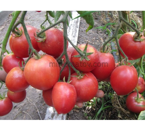 Амаретто (Amaretto)