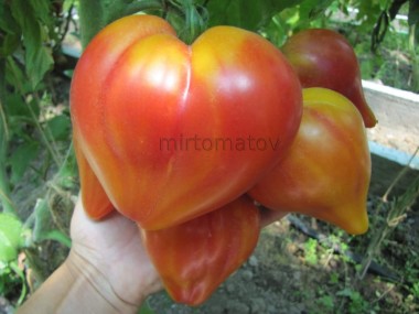 Orange Mango