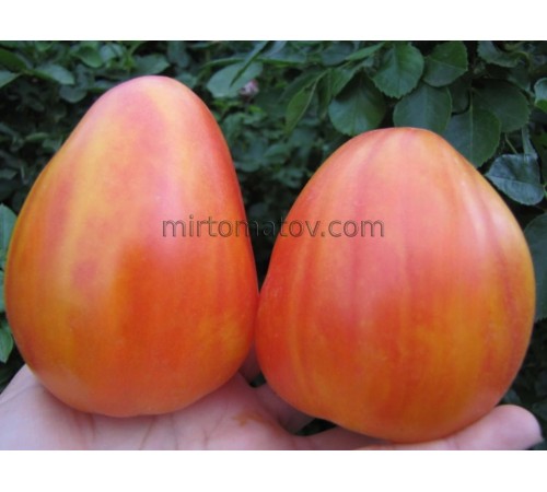 Orange Mango