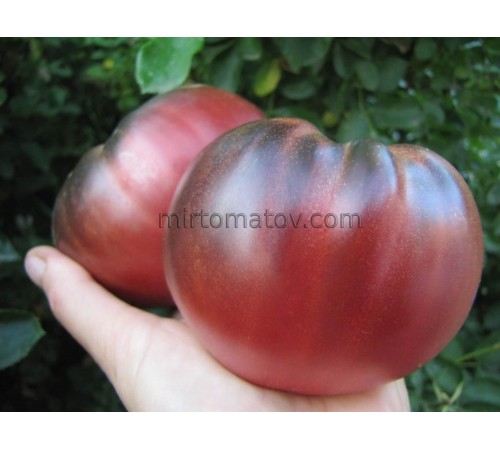 Ауэрмуом Апге (Auermuom Apgue)