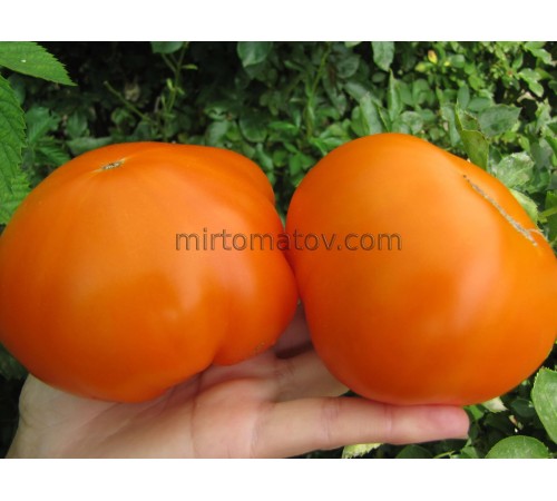 Бобовая Лапа Желтая (Bean Paw Yellow)