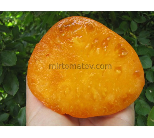 Бобовая Лапа Желтая (Bean Paw Yellow)