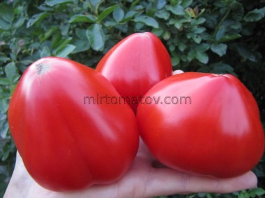 Бодрячок (Cheerful)