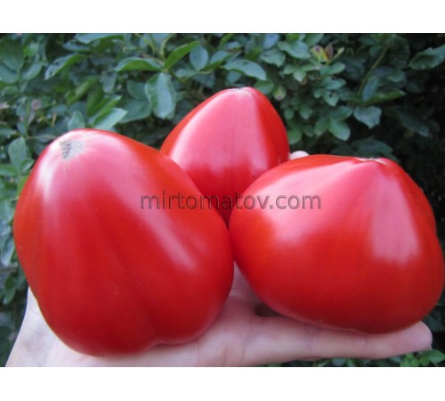 Бодрячок (Cheerful)