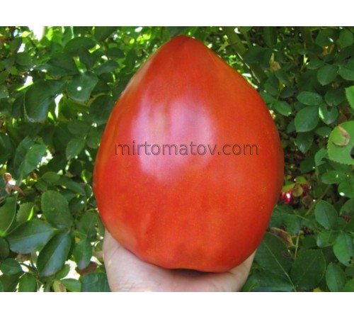 Большая Красная Кукла (Big Dolly Red)